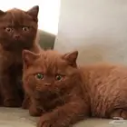 بريتش تشوكلت (تم البيع)