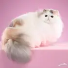 مطلوب بيرشن بيكي فيس ذكر او انثى