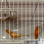 جوز كناري سوري