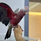 فرخ كوكاتو قالا