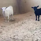 للبيع ماعز قزم مكسة