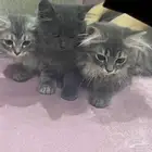قطط شيرازي بيور