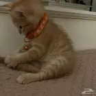قط شيرازي للبيع عمره شهر ونص متعلم على الليتر بوكس ولعوب