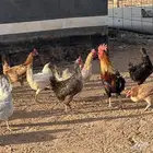 دجاج بلدي بياض