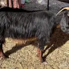 عنز حايل للبيع