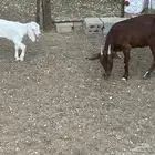 عنز جنوبيه هجين معها تيس