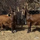 جفار مقفلات شحم وصنف