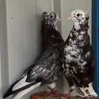 حمام قطيفي قنادي