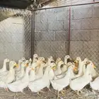 للبيع بط بكيني