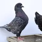 حمام كنق مودينا بسعر مميز