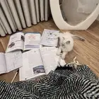 قطه شيرازي انثى