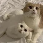 قطط سكوتش فولد تبني بشروط