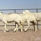 حريات صنف(تم البيع )