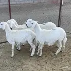 رخال صنف للبيع عدد 5