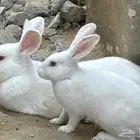 أرنب نيوزلندي ابيض  نقي