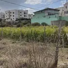 علف ذره على السوم