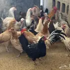 دجاج بياض ودياكةللبيع