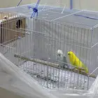عصافير طيور الحب للبيع مع القفص