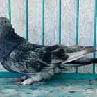 انثى قلابي موصلي