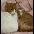 قط شيرازي للتبني