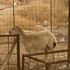 طلي تم البيع