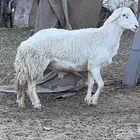 خروف حري صنف