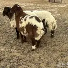 خرفان نعيم