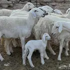 رخال حريات حرش صغار سنون تم البيع