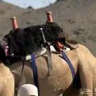 شداد للبيع حجم كبير