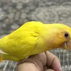 فرخ روز اليف