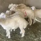 طليان حري اضاحي