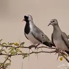 الحمامة طويلة الذيل او يمام البالوم طويل الذنب