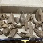 عود مروكي طبيعي دبل