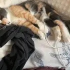 قطط تبني عاجل