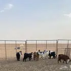 تيوس
