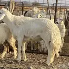 طلي ثني مشروط