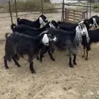 معزا