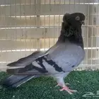 انثى بلغاري منتجه شرط