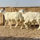 ارخال حريات