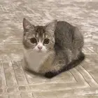 قطه سكوتش للتبني