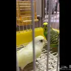 زوج بادجي