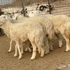 للبيع رخال حريات حرش صنف