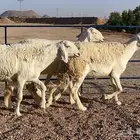 رخال حريات كفو(تم البيع)