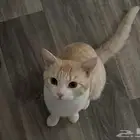 الي يحصله يقولي