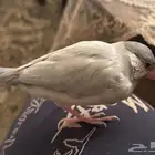 طير جاوه سلفر نص ولافه