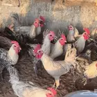 ديوك فيومي الالمينيوم وشبابي اللبيع