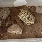 للبيع سلحفاه يونانيه