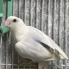 للبيع زوجين لافبير ( روز ) بال فالو (( تم البيع ))