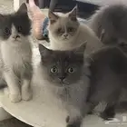 قطط للبيع