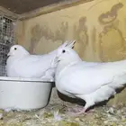 حمام فرنسي مفروز